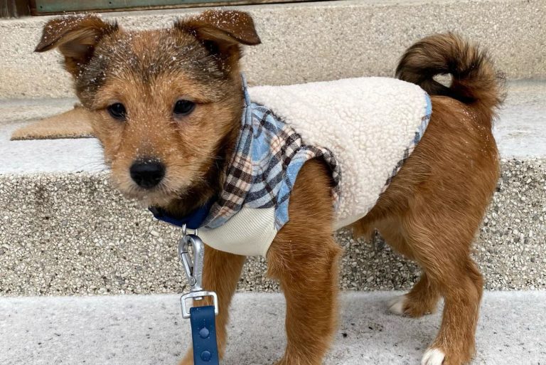 cute poo-shi puppy dog in dog clothes