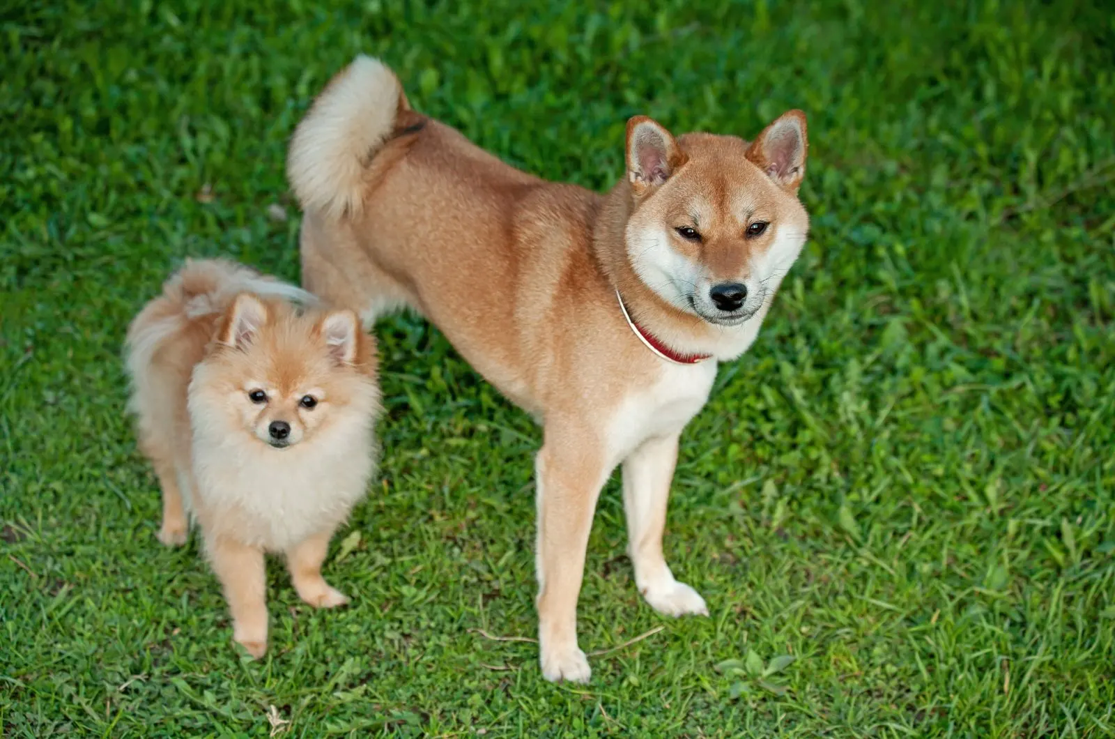 Shiba Inu and Pomeranian