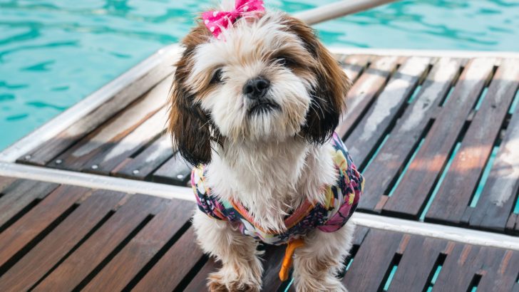 Toy And Standard Shih Poo Growth Chart Explained