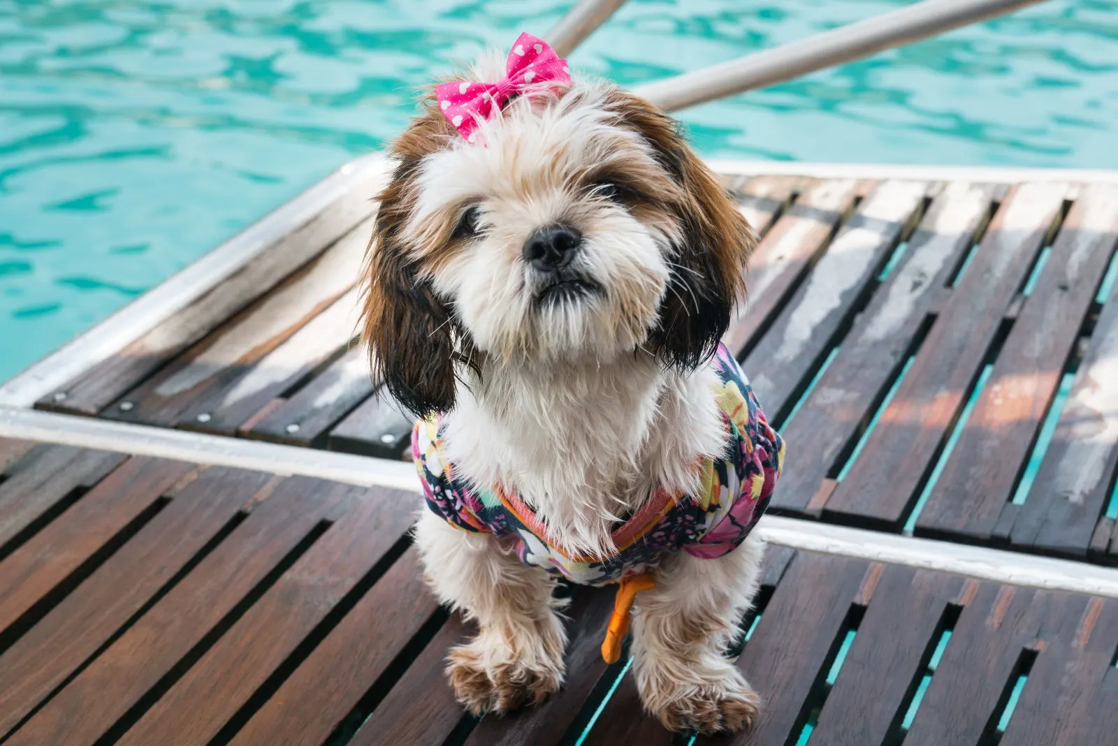 Shih Poo sits on the pier and looks at the camera