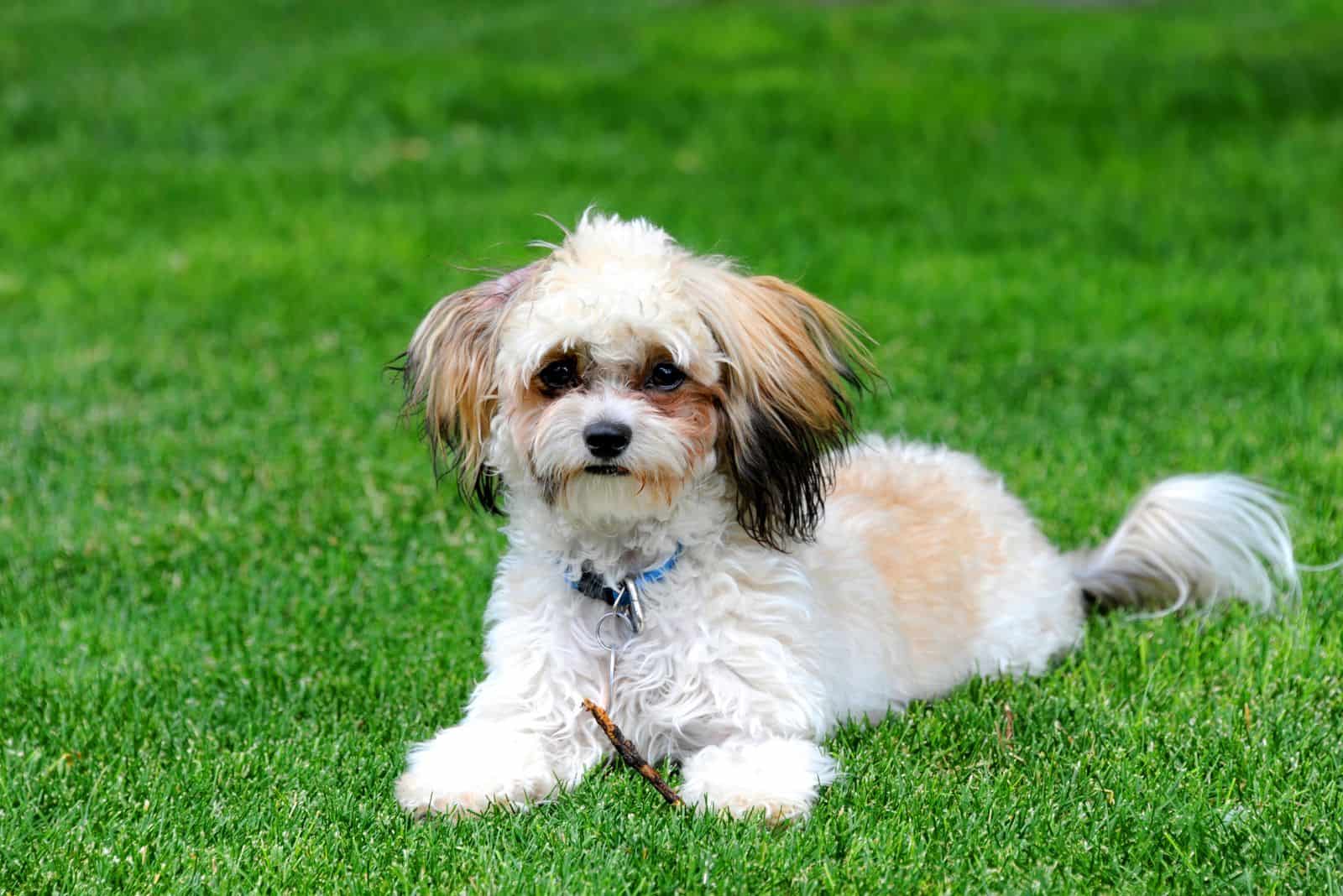 Shih Poo is lying in the garden