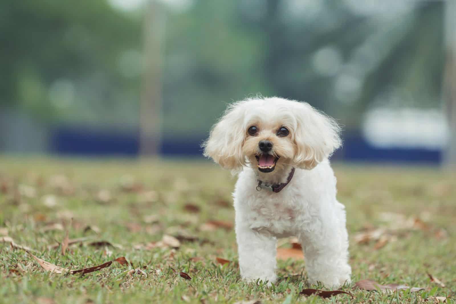 Shih Poo is playing in the park