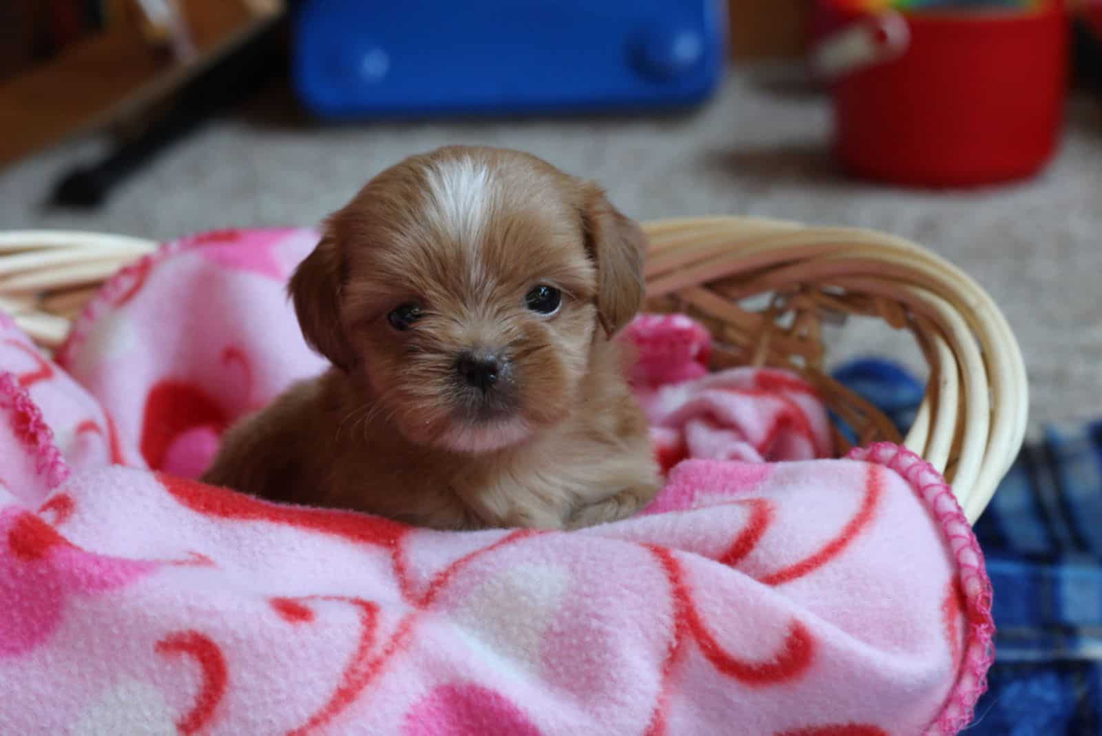 Shih Poo puppy in a basket