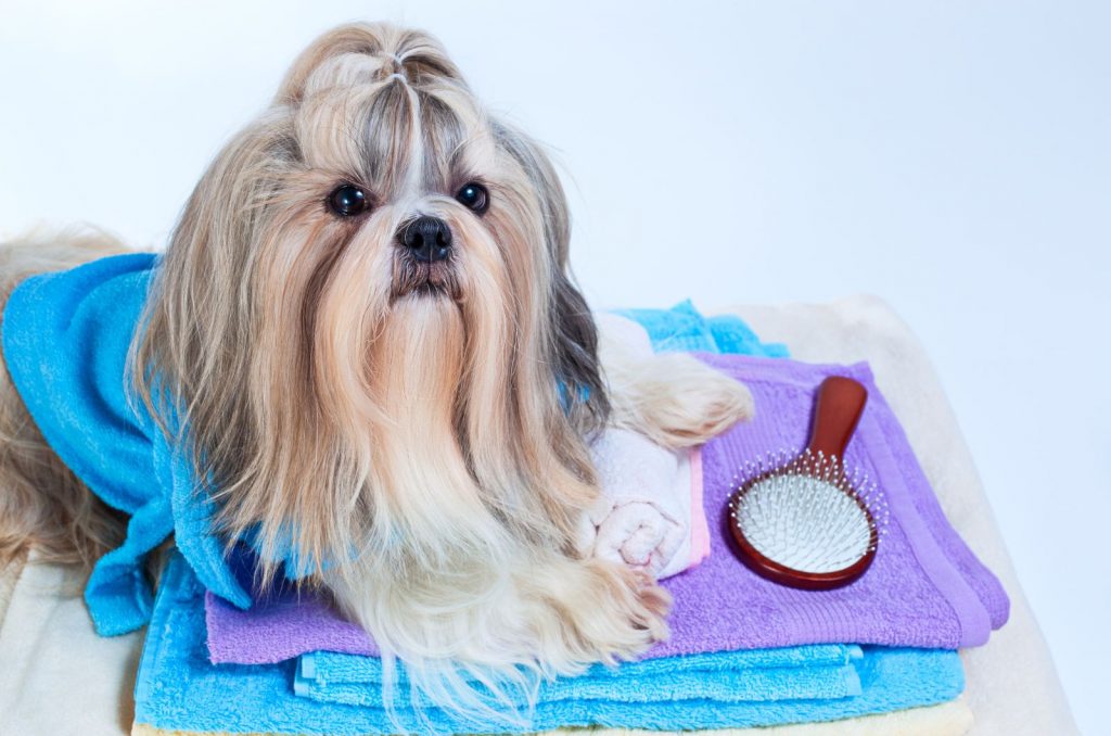 11 Best Brushes For Shih Tzus + Grooming Tips