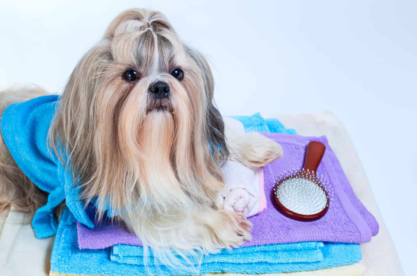 Shih Tzu sitting by brush