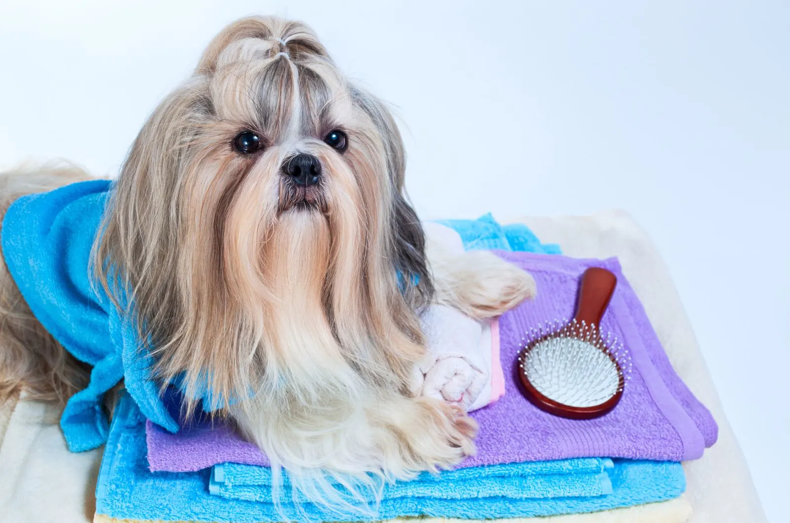 Shih Tzu sitting by brush