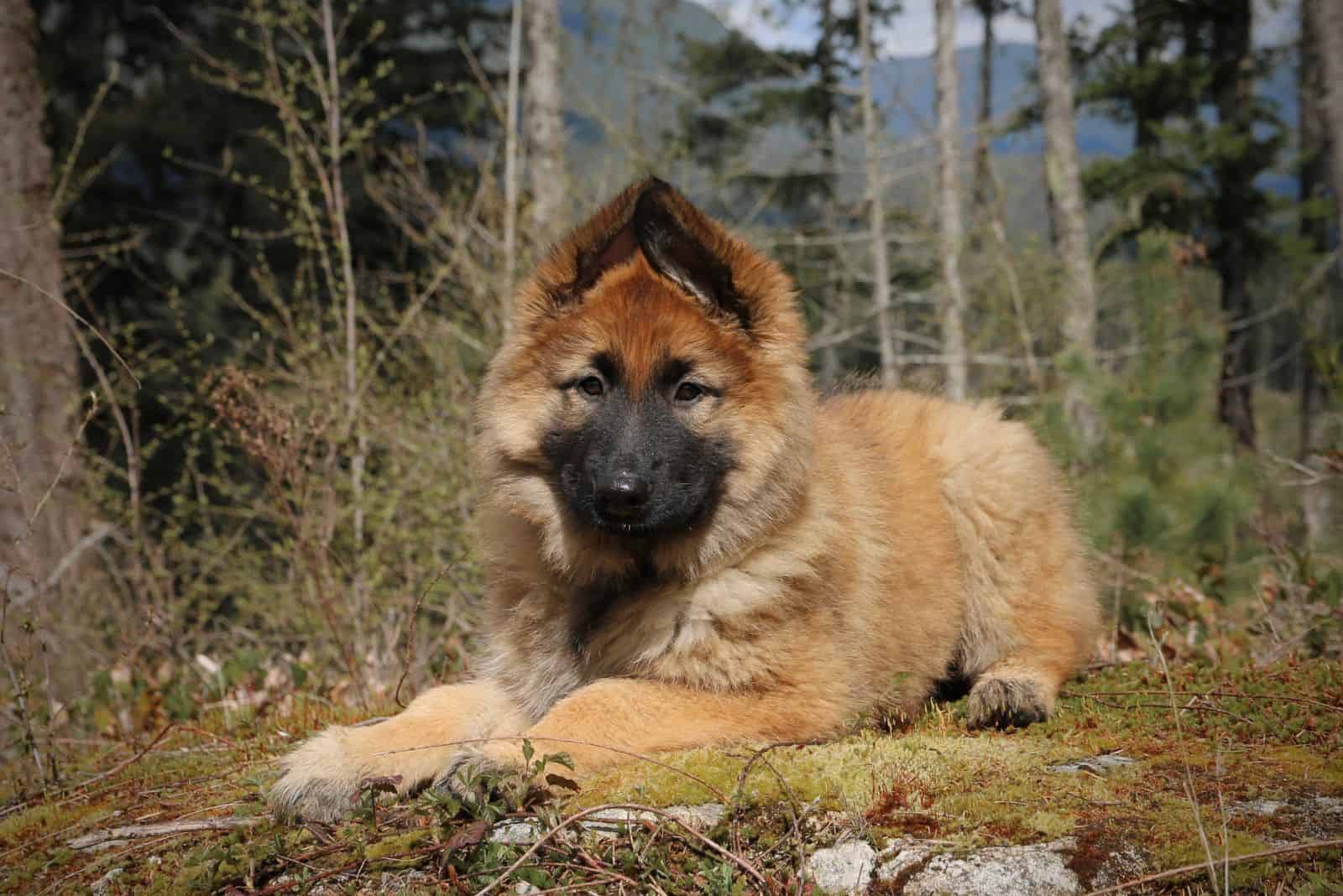 Shiloh Shepherds lies in the woods