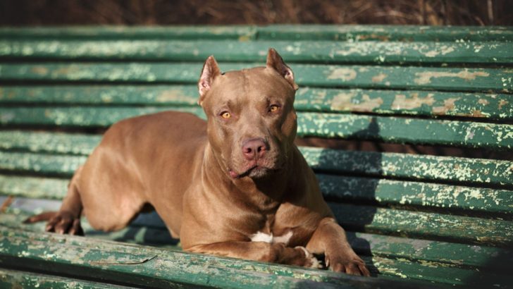 Should You Allow A Pitbull Off Leash In Dog Parks?