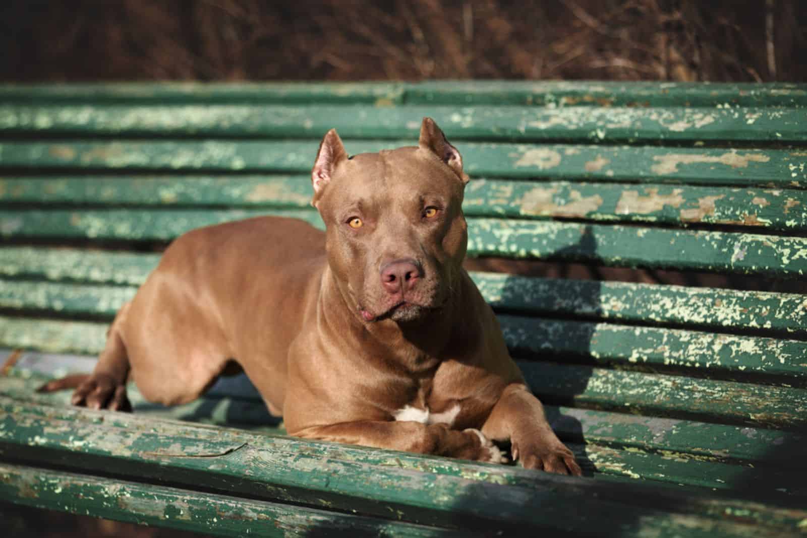 Beautiful dog American pit bull terrier is lying on a bench