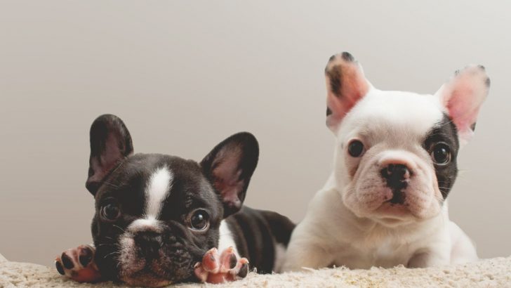 Should You Buy Frenchies From Pet Shops? The Real Truth