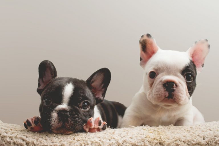 two cute french bulldog puppies