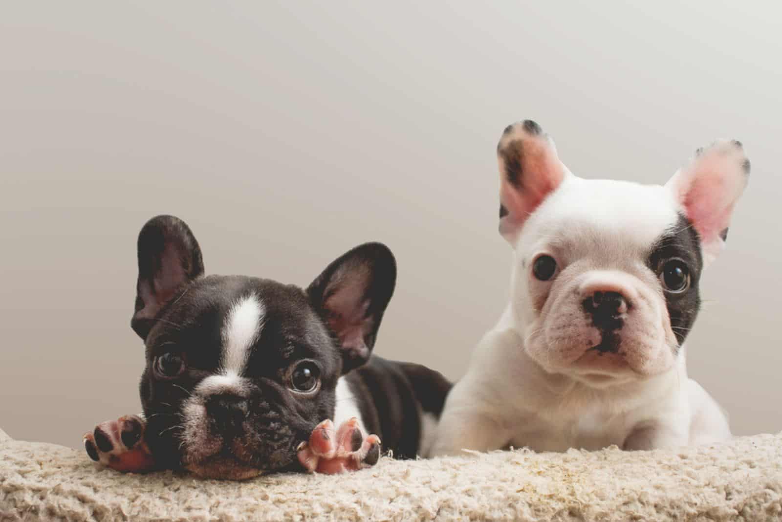 two cute french bulldog puppies
