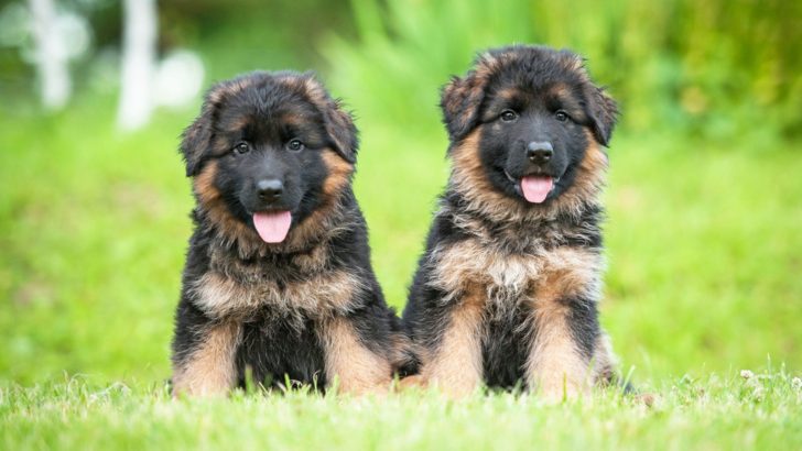Should You Buy German Shepherds From Pet Shops: Pros And Cons