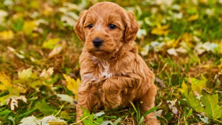 Should You Buy Goldendoodles From Pet Shops: Pros And Cons