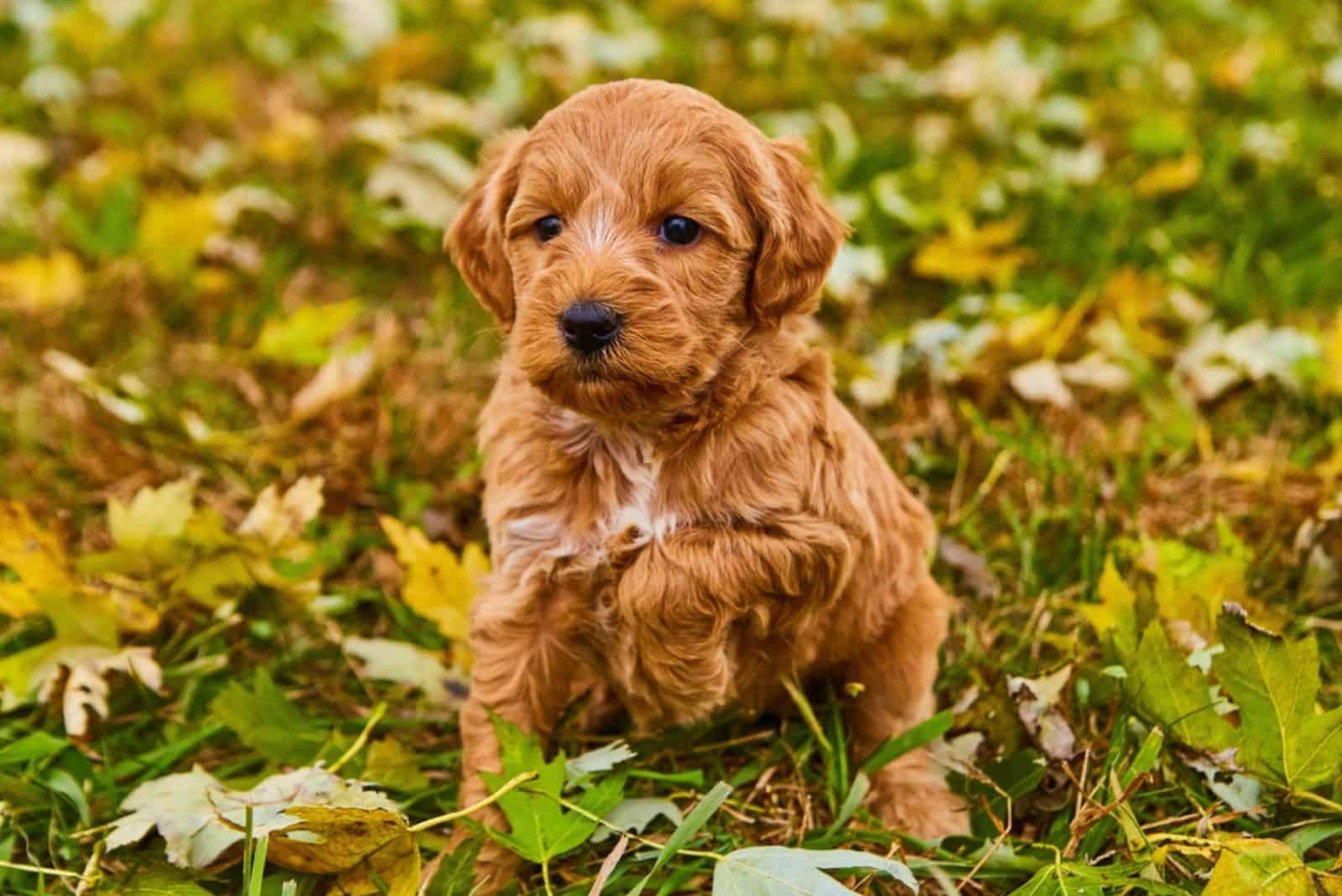 Cute brown goldendoodle with one paw up in field of fall leaves