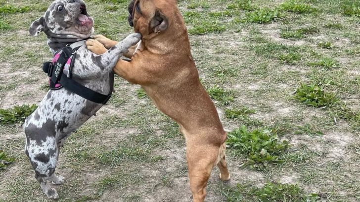 Should You Let Frenchies Play Fight? Find The Right Answer