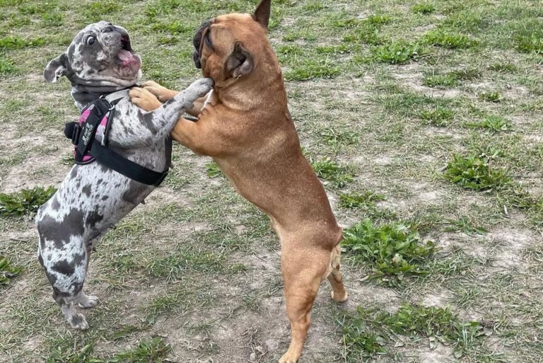 Frenchies Play Fight
