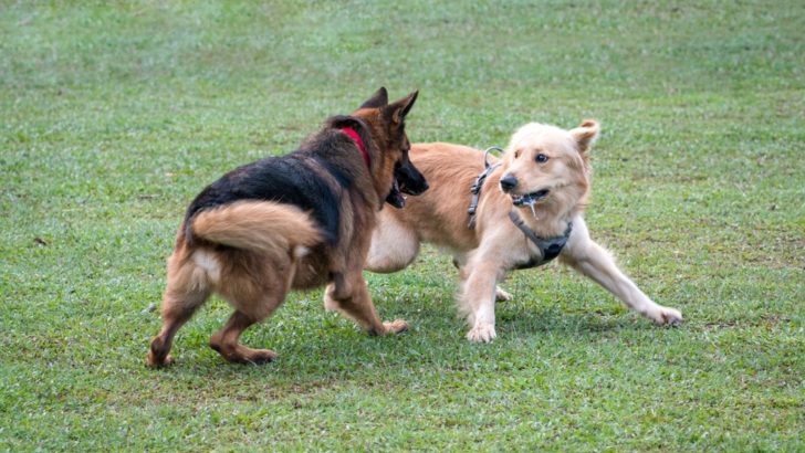 Should You Let German Shepherds Play Fight? It’s Complicated