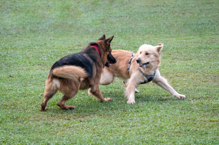 german shepherd and golden retriever playing or fighting in the field