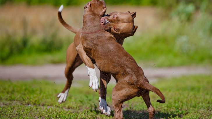 Should You Let Pitbulls Play Fight? All The Do’s And Don’ts
