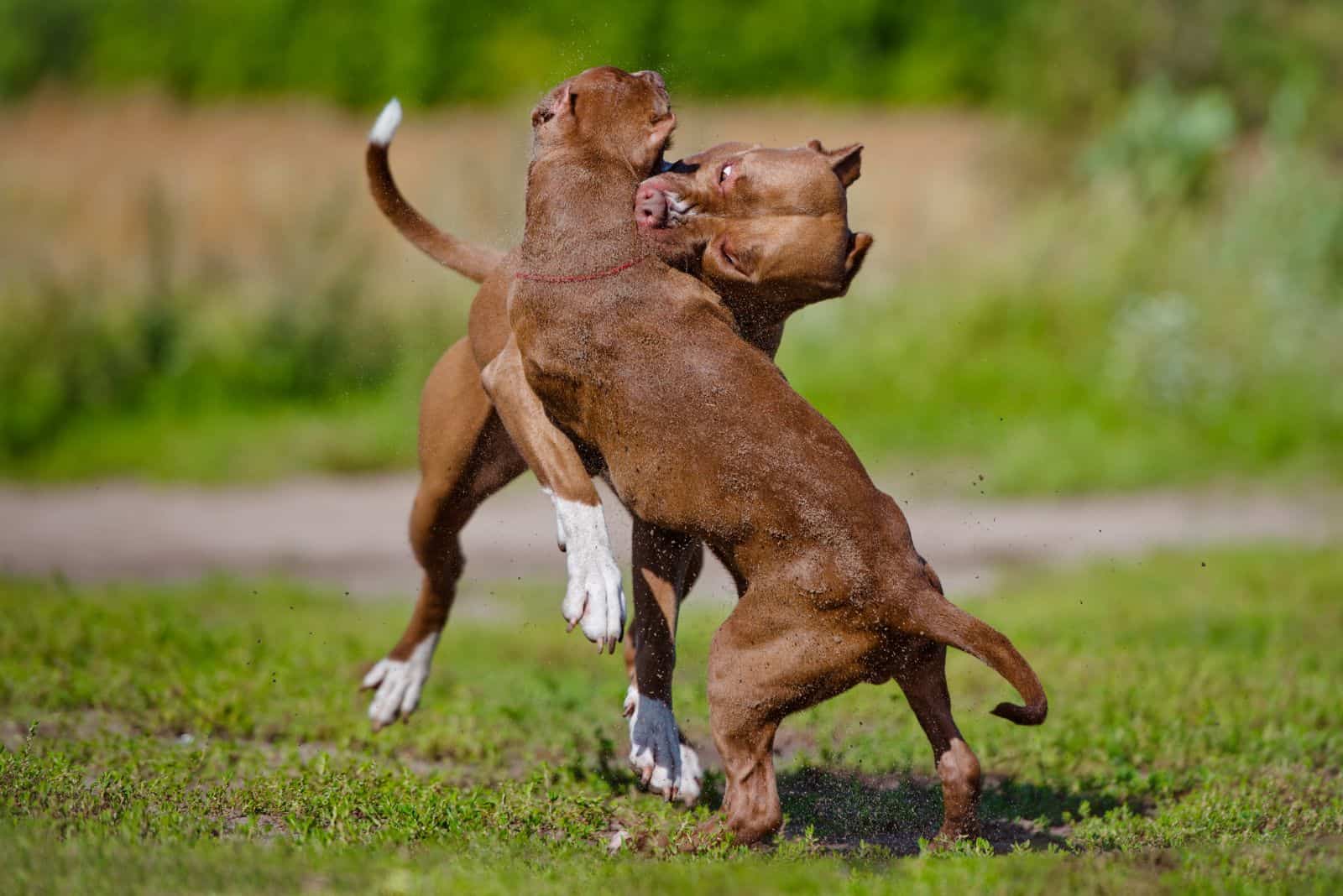 two brown pit bulls are fighting in the garden