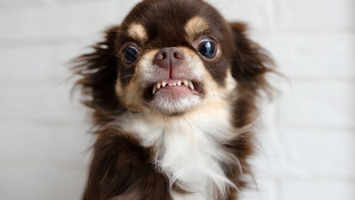 Is Punishing Your Chihuahua For Growling A Good Option, Or Not
