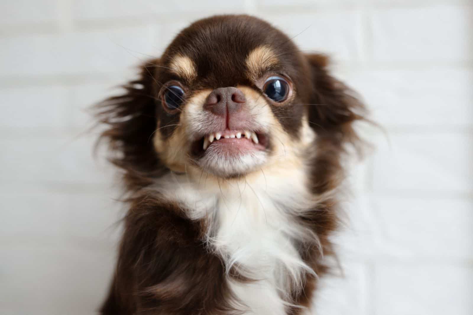 Is Punishing Your Chihuahua For Growling A Good Option, Or Not