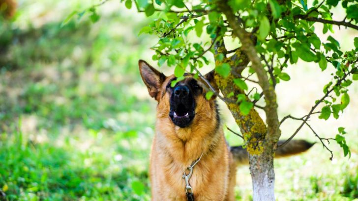 Should You Punish Your German Shepherd For Growling: Why And Why Not
