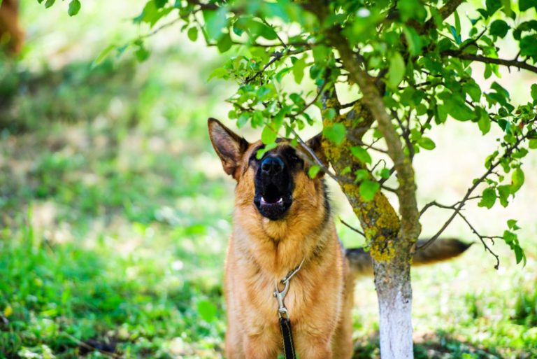 german shepherd growls in nature