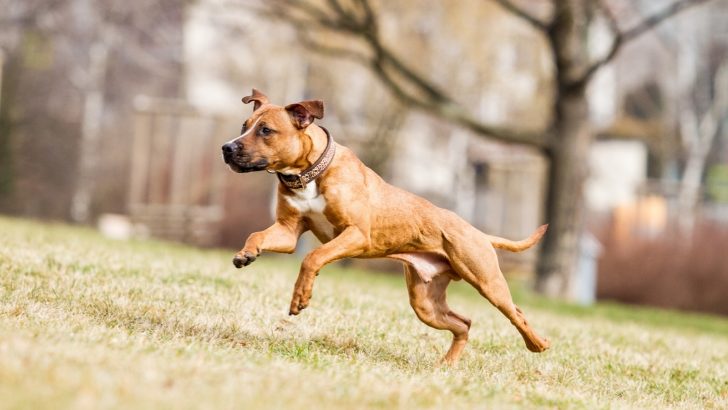 Should You Use Shock Collars On Pitbulls Or Not?