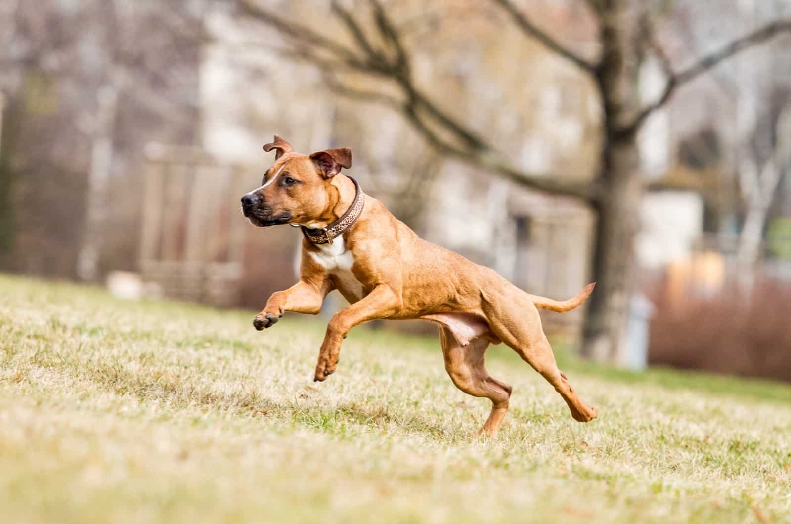 Should You Use Shock Collars On Pitbulls Or Not?