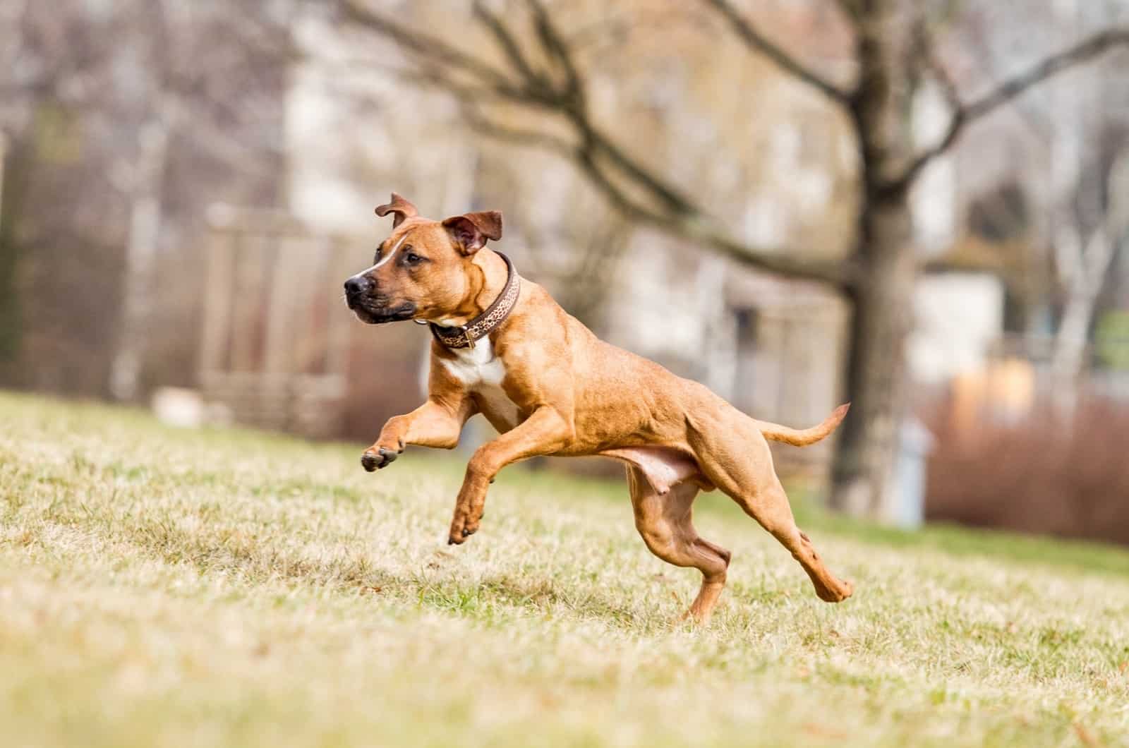 Pitbull running outside