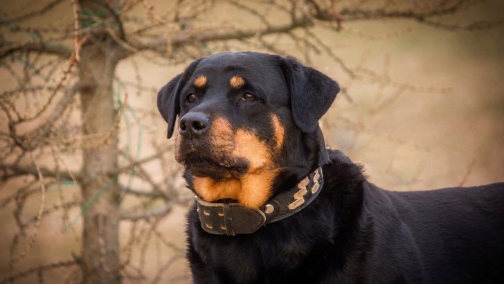 Should You Use Shock Collars On Rottweilers? Here Is The Deal…