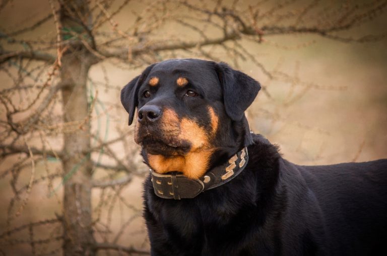 Rottweiler with collar