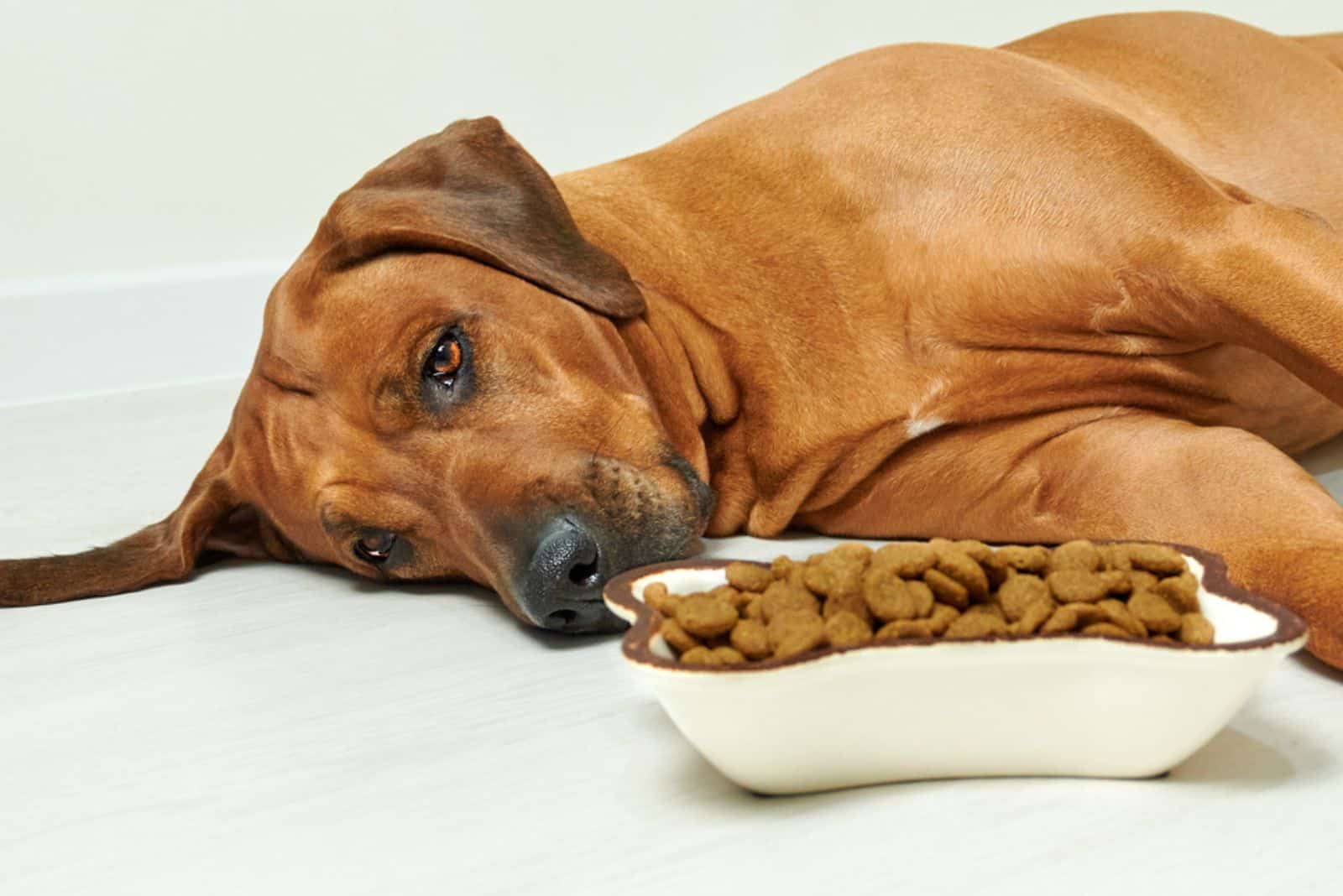 Sick or sad Rhodesian ridgeback dog lying on the floor next to bowl full of dry food 
