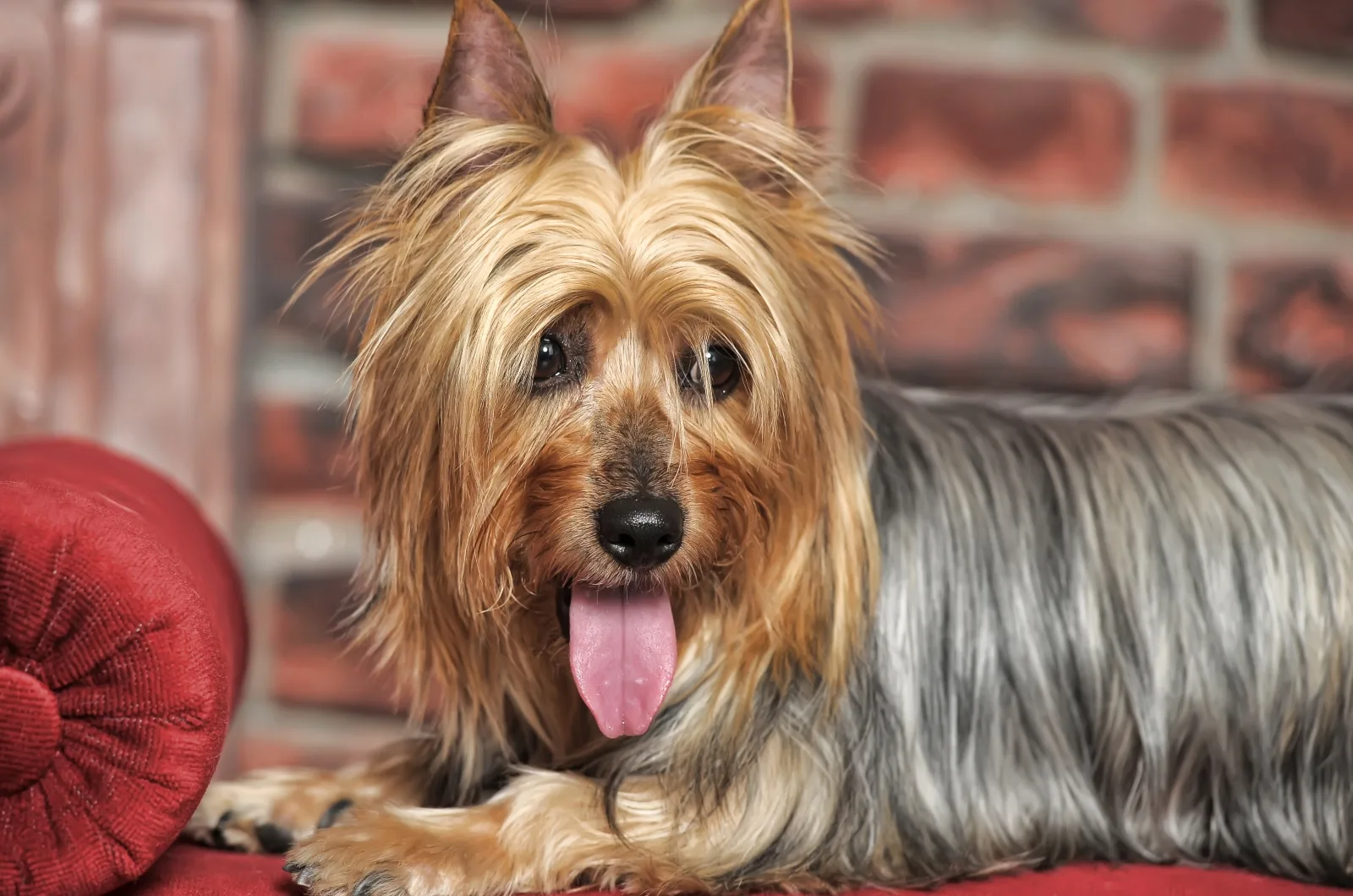 Silky Terrier sitting and looking away