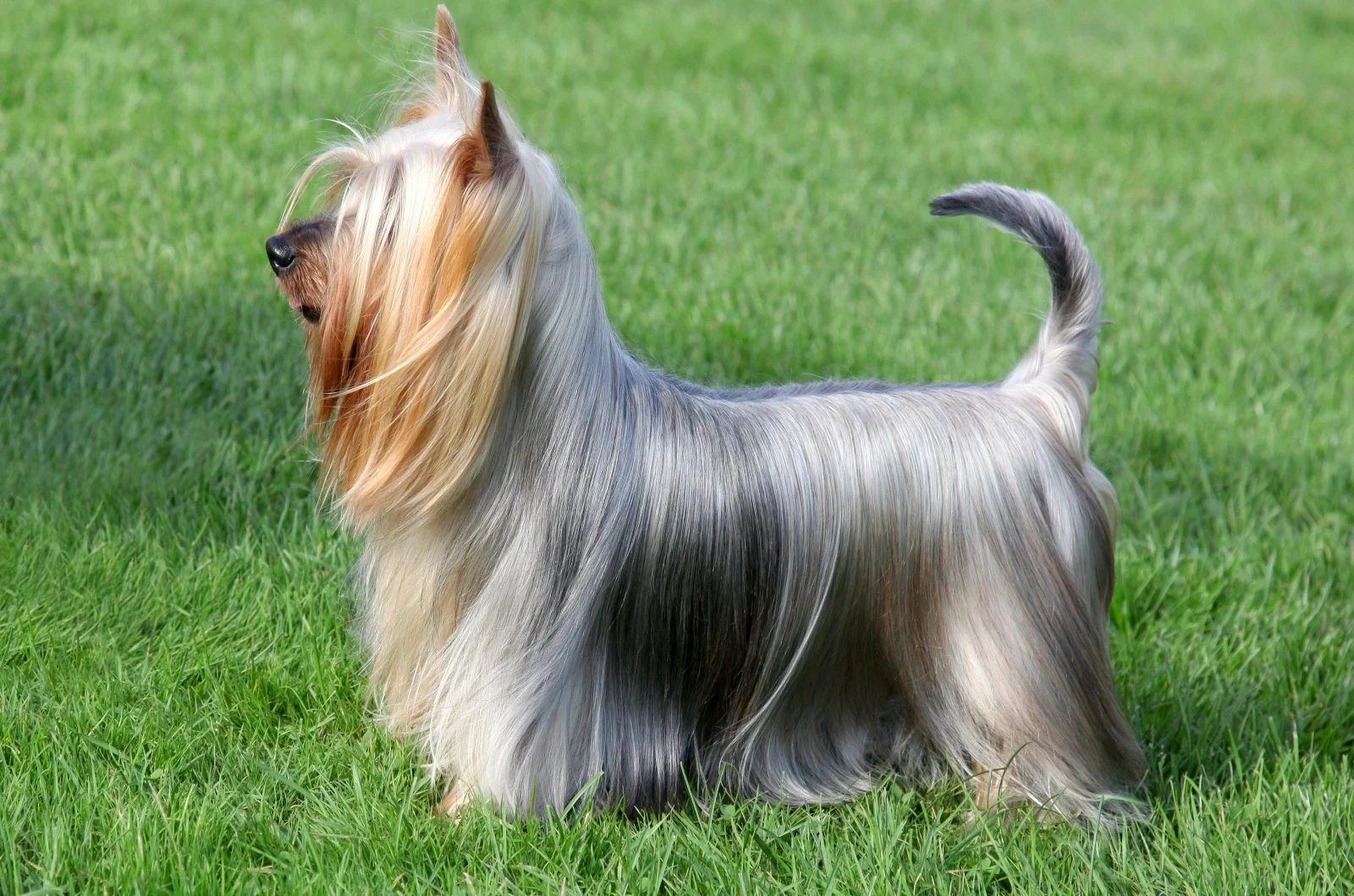 Silky Terrier standing on grass