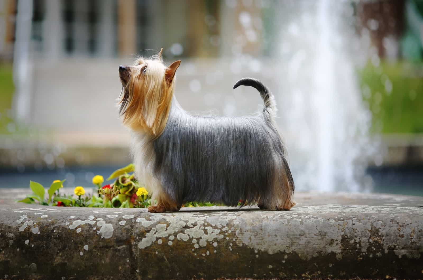 Silky Terrier walking outside