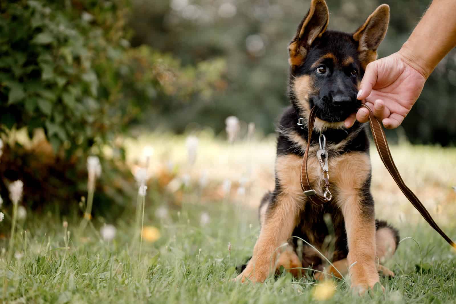 Small German Shepherd puppy holds a leash in its mouth.