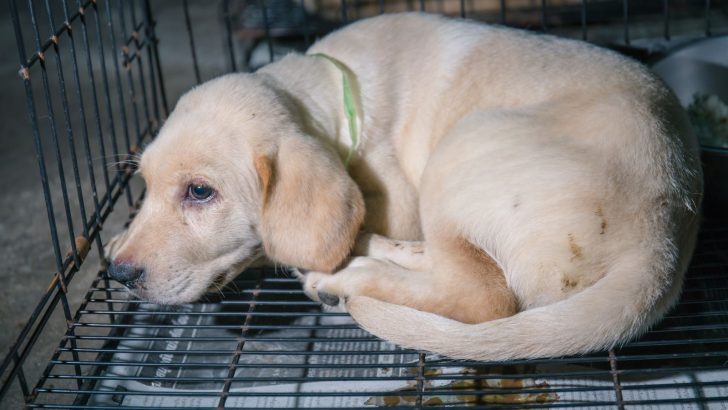 Stress Colitis In Dogs: Causes, Symptoms, And Treatment