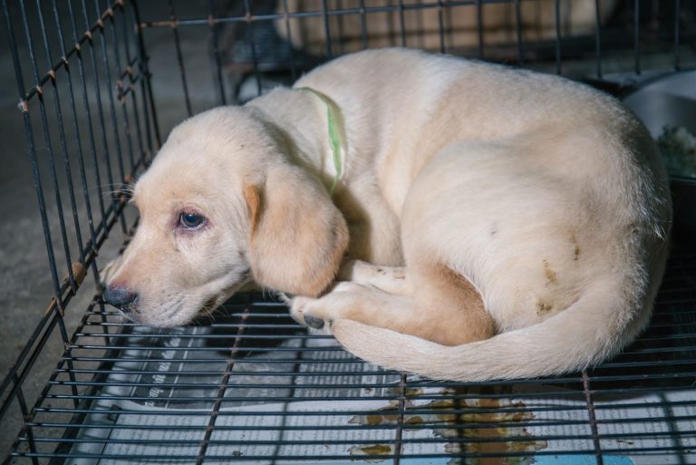 sick dog in the veterinary box