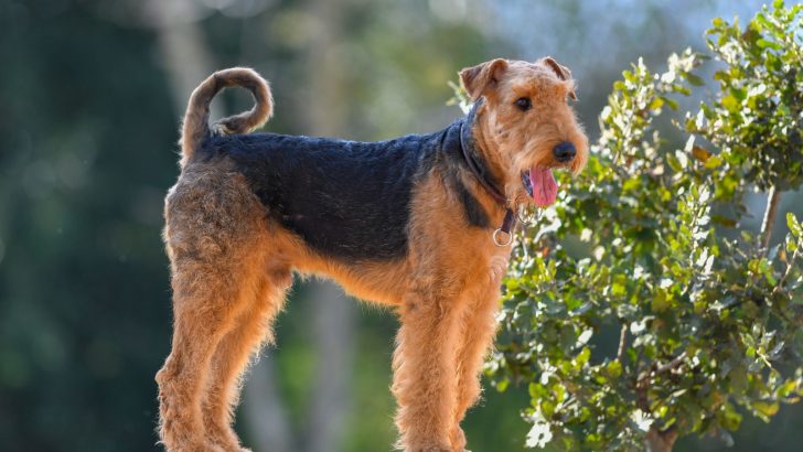 The Airedale Terrier Growth Chart: A Family’s Big Boy