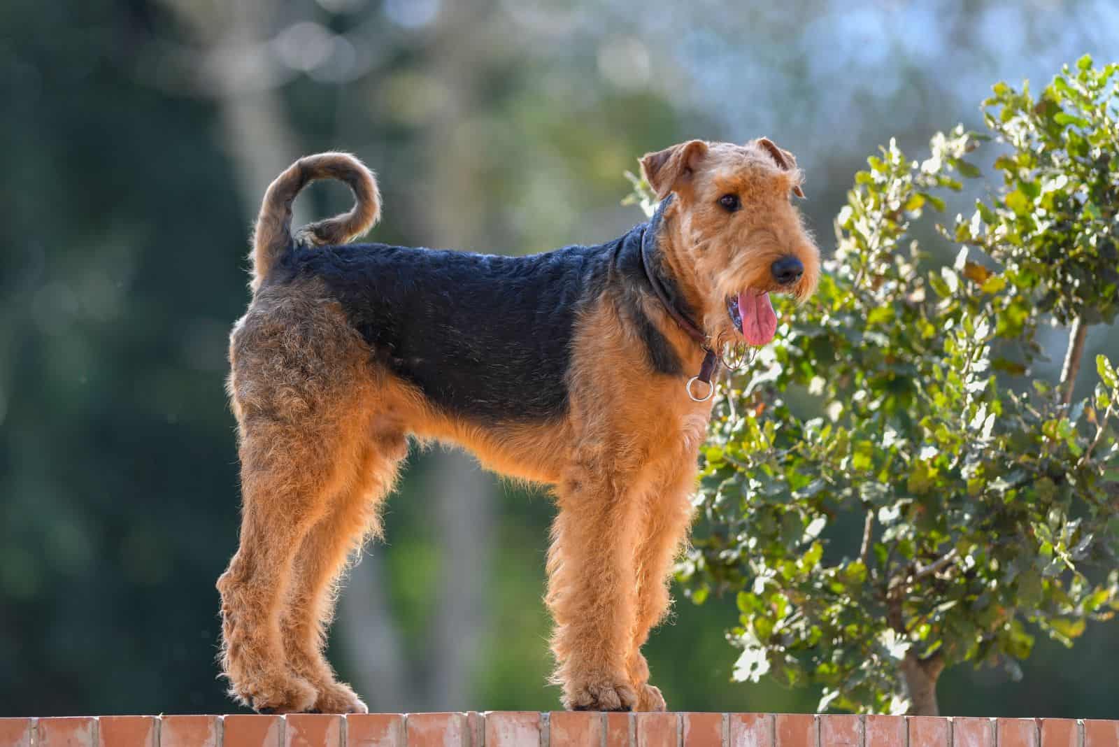 The Airedale Terrier Growth Chart: A Family’s Big Boy
