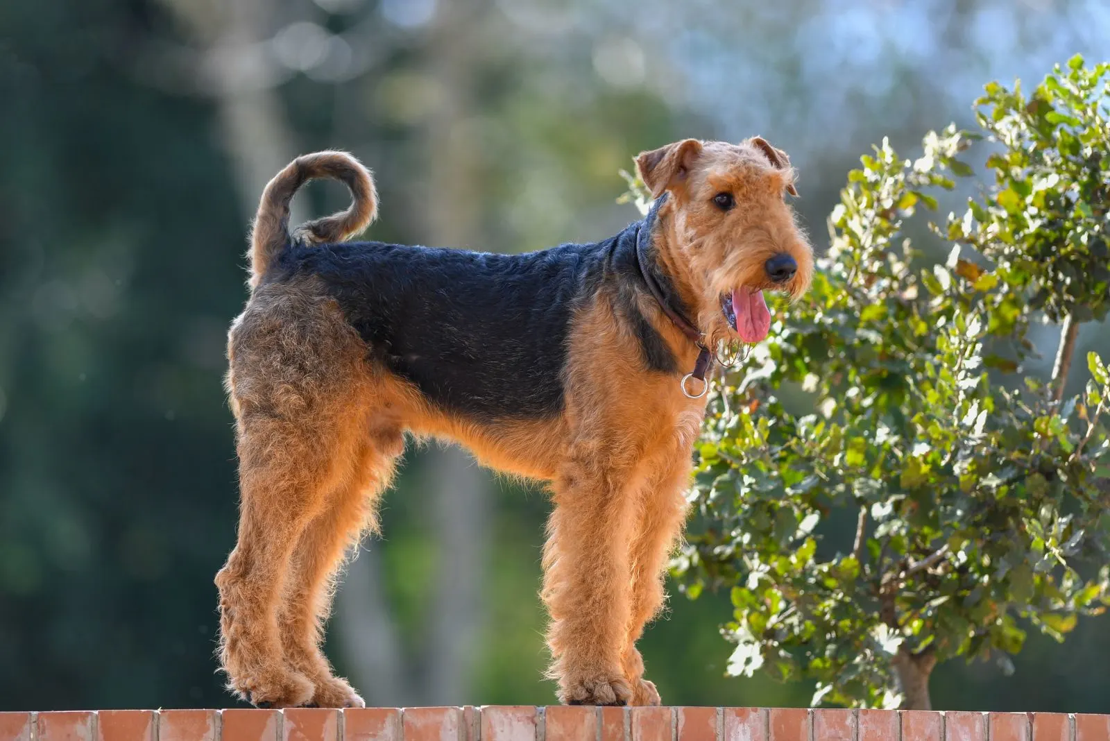 Airedale Terrier standing on the pavement