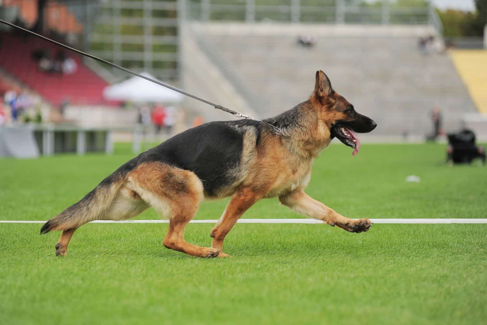 The American Show-Line German Shepherd Is A Show Stopper