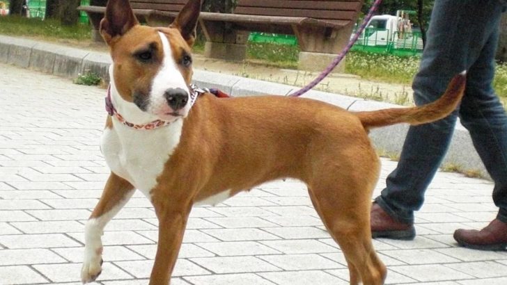 The Bull Terrier Pitbull Mix Is An Instant Mood Fix