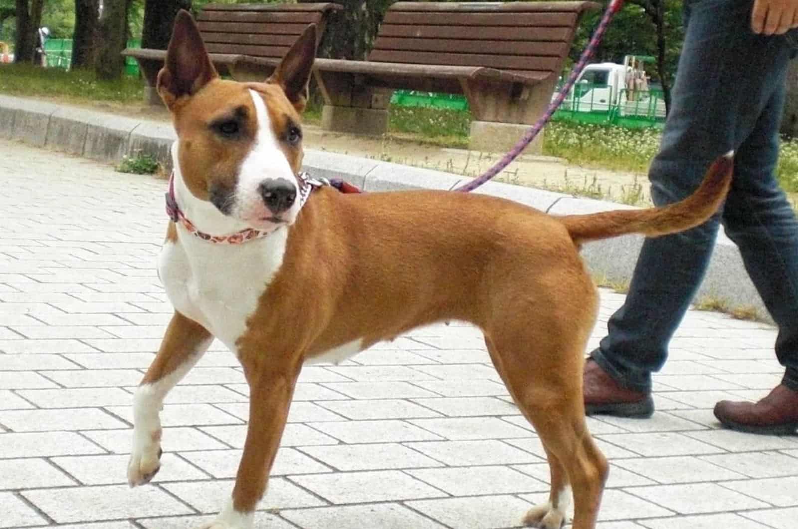 bull terrier pitbull mix on a leash