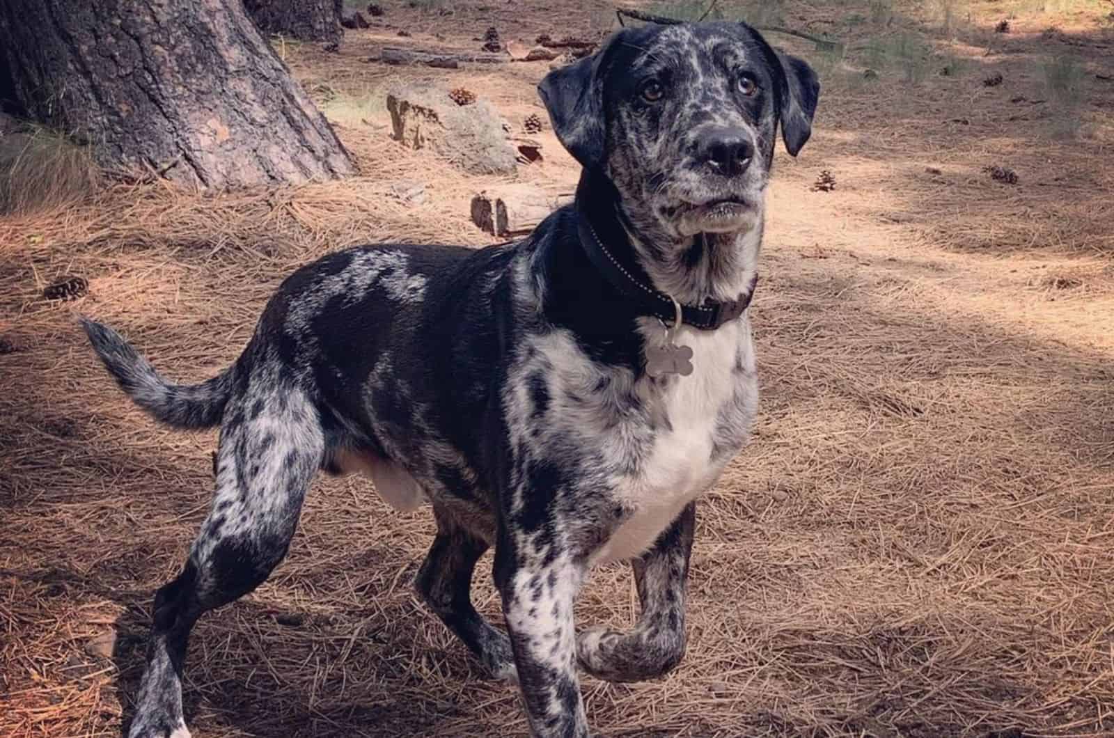 The Catahoula Australian Shepherd Mix: A Hardworking Beauty