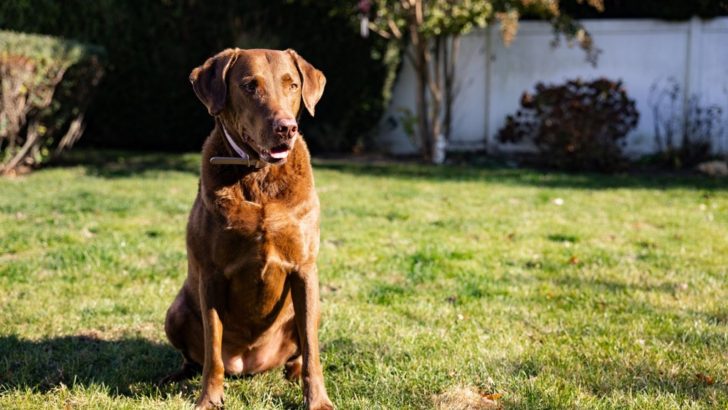 The Chesapeake Bay Retriever Growth Chart Revealed