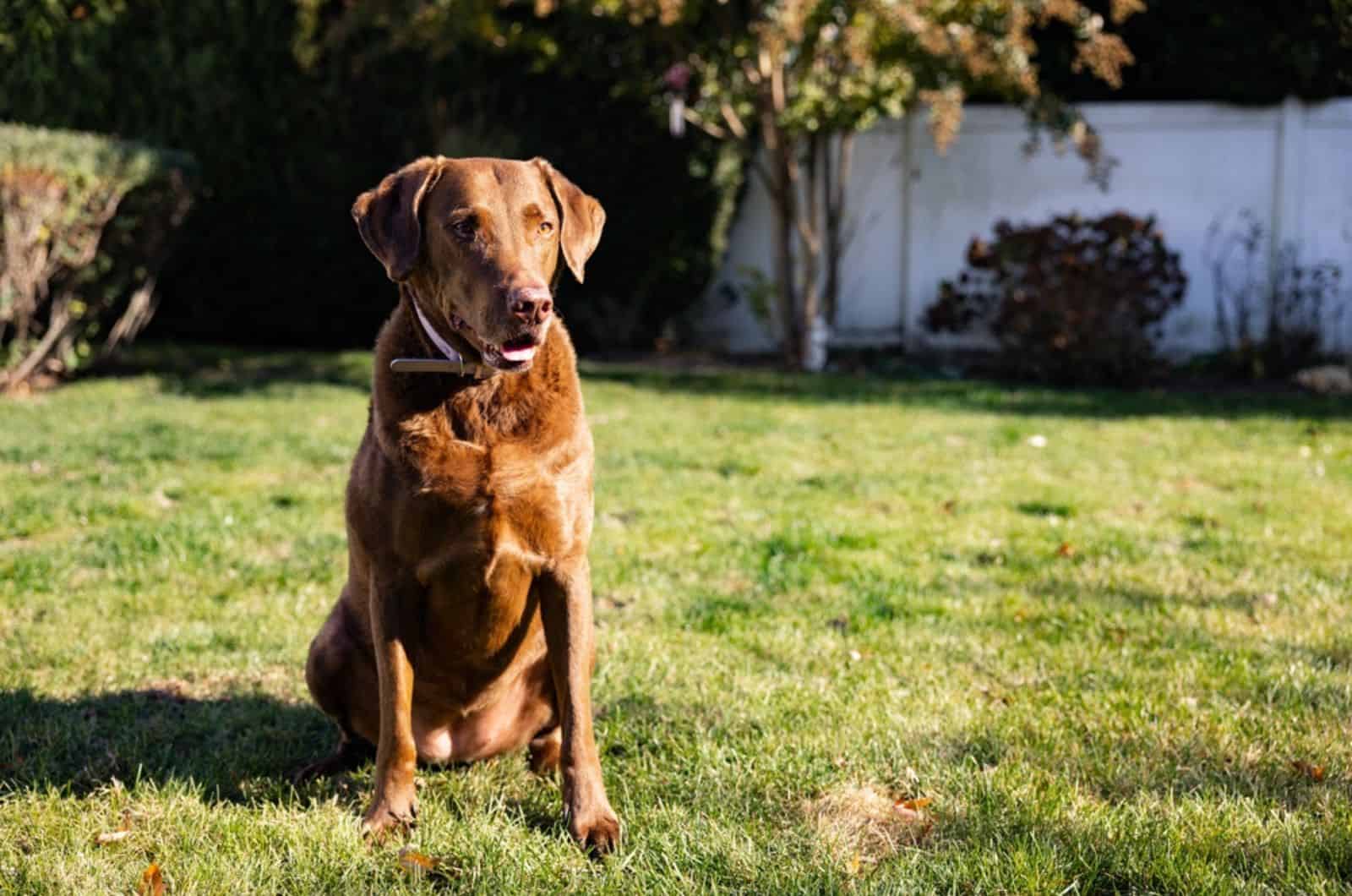 chesapeake bay retriever sitting in the yard